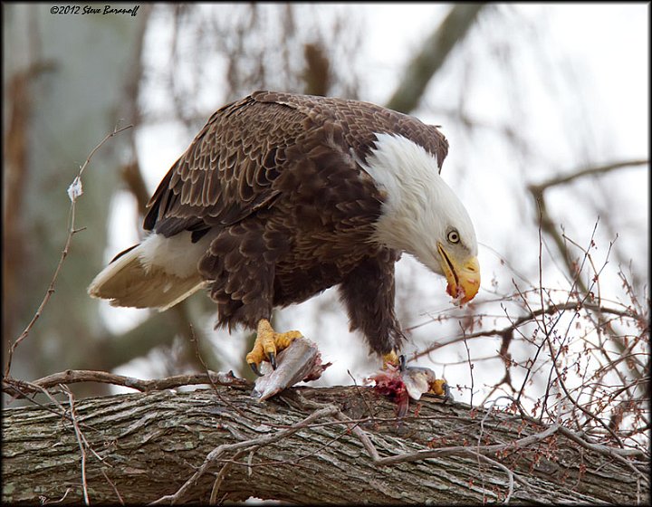 _2SB4292 american bald eagle eating fish.jpg